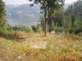 Para venda Terreno com 960m2 Avintes Vila Nova de Gaia
