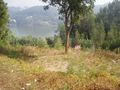 Para venda Terreno com 960m2 Avintes Vila Nova de Gaia