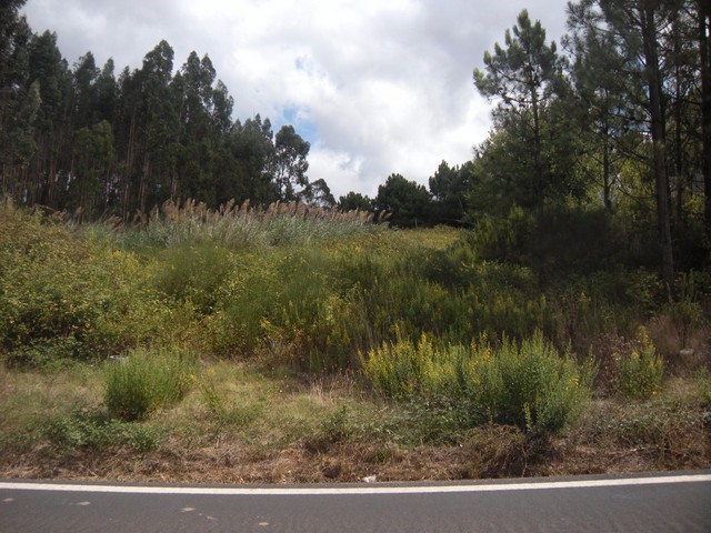 Terreno com 3100m2 Costa de Prata Vidais Caldas da Rainha - viabilidade de construção