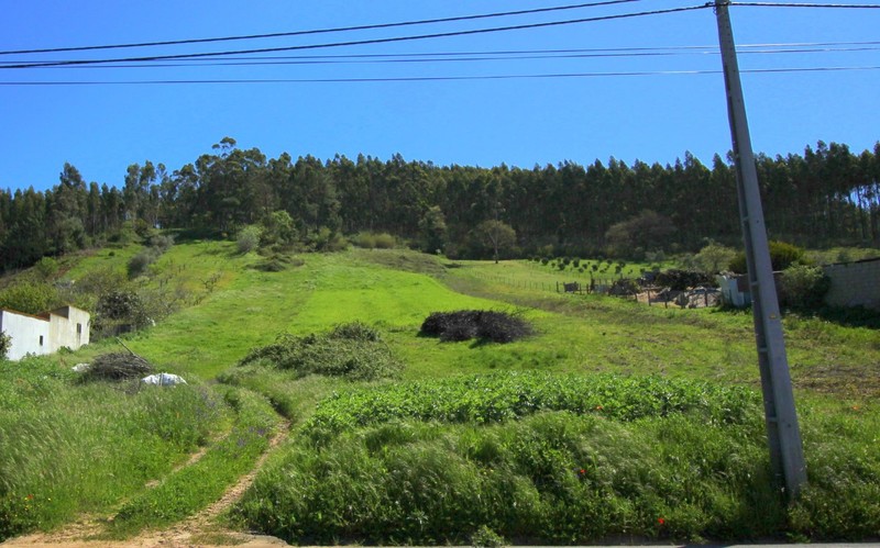 Land with 5365sqm Coz Alcobaça