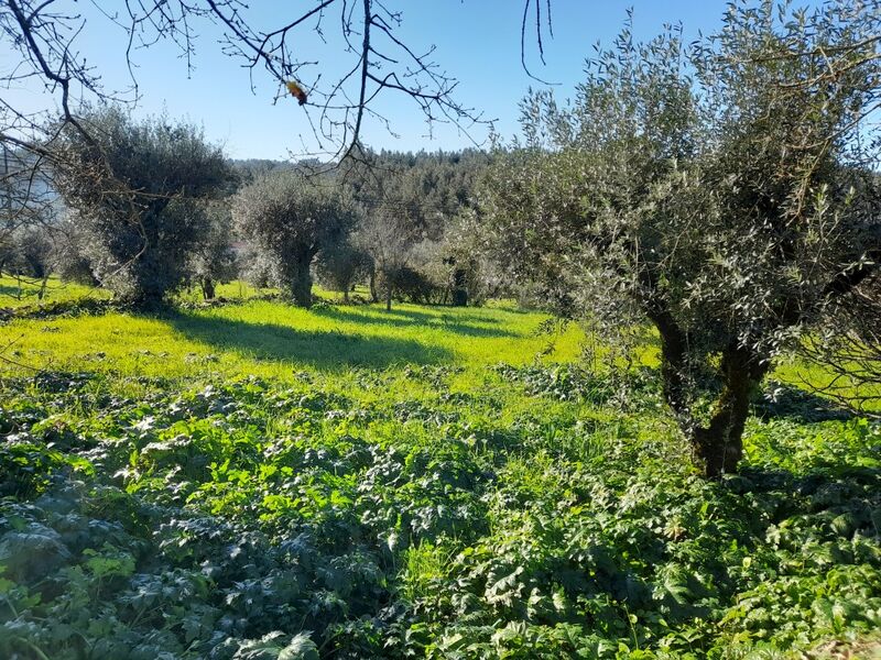 Land with 600sqm Lagarteira Ansião - , ,