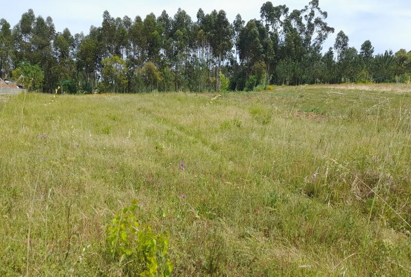 Terreno plano Souto da Carpalhosa Leiria à venda - bons acessos, electricidade, viabilidade de construção, água da rede