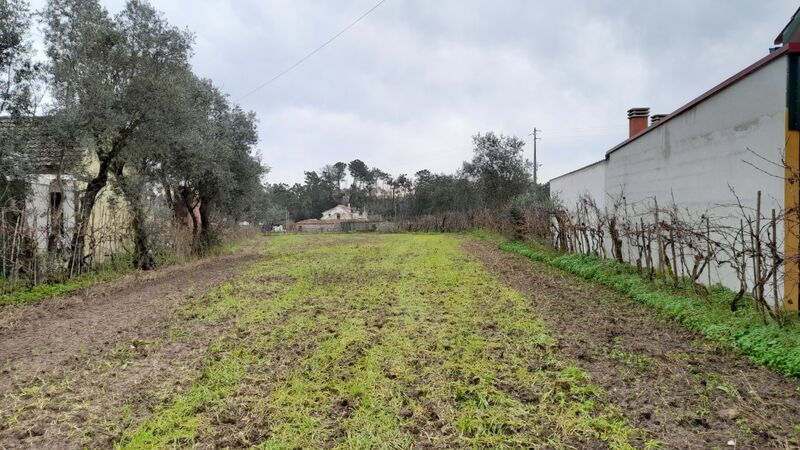 Terreno plano Ilha Pombal - bons acessos, viabilidade de construção, electricidade, água da rede