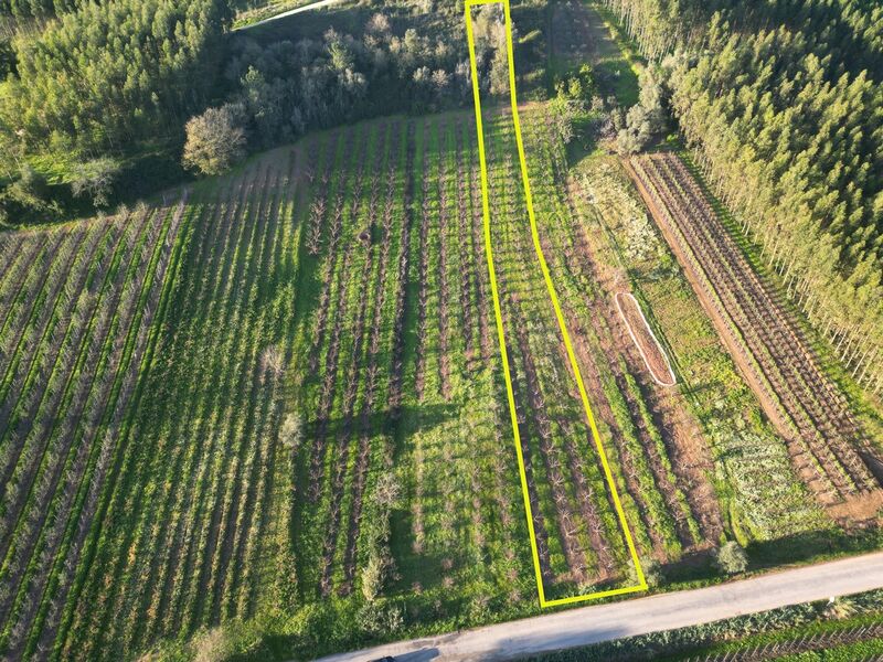 Terreno Agrícola com 4400m2 Alvorninha Caldas da Rainha - pessegueiros