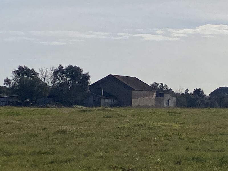 Venda Quinta para recuperar Alto do Vale Vale de Santarém - sobreiros, poço, furo, electricidade, oliveiras, água