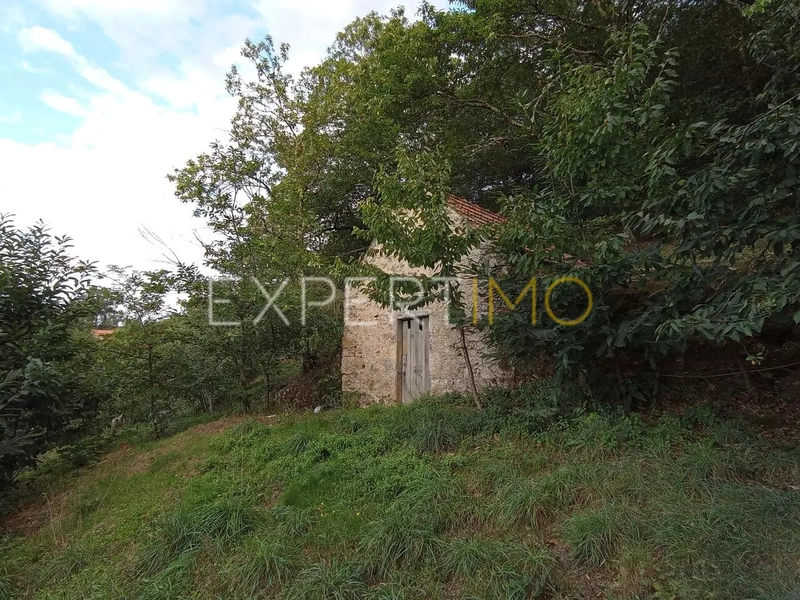 Terreno Rústico com 2295m2 São Romão Seia - oliveiras