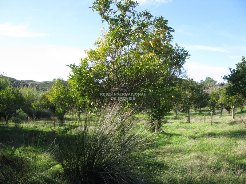 Terreno Agrícola com 1180m2 Junqueira Azinhal Castro Marim - laranjeiras, bons acessos, árvores de fruto, regadio
