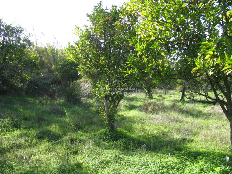 земля агрикультурный c 1180m2 Junqueira Azinhal Castro Marim - апельсиновые деревья, отличный подъезд, фруктовые деревья, орошенный