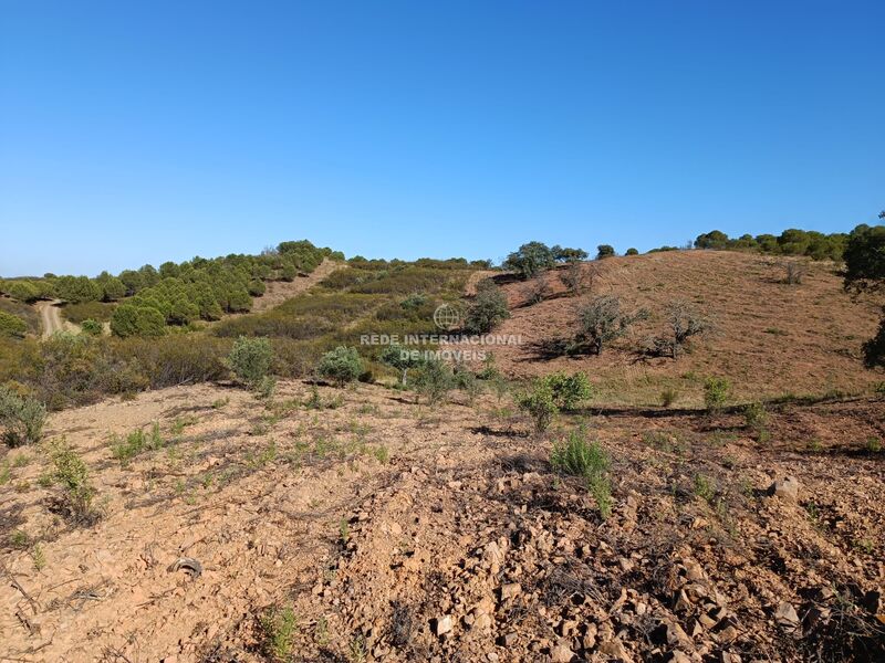 Terreno novo com 5560m2 Alcarias Grandes Azinhal Castro Marim - bons acessos, oliveiras