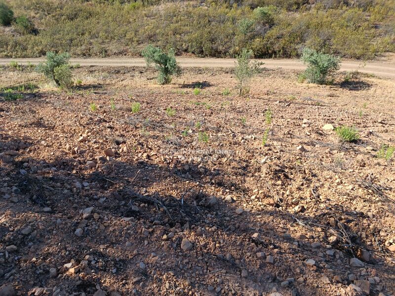 Terreno Rústico com 4960m2 Alcarias Grandes Azinhal Castro Marim - bons acessos