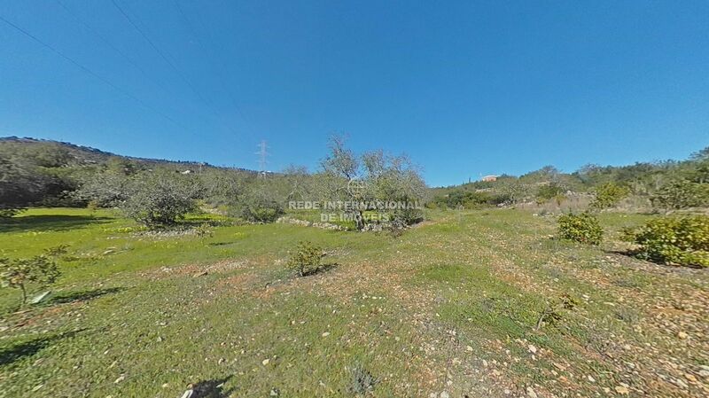 Land Rustic with 12480sqm Alcaria Cova Faro - olive trees