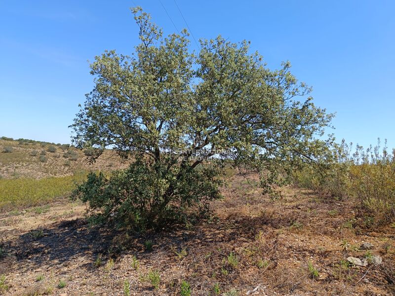 Terreno novo com 19280m2 Alcarias Odeleite Castro Marim - água, electricidade