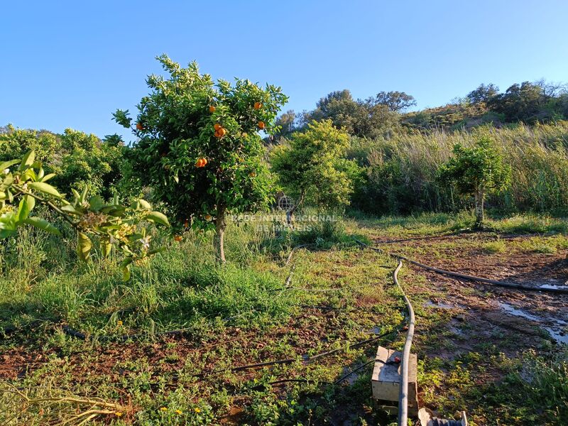 Terreno novo com 4880m2 Rio Seco Castro Marim - árvores de fruto, poço, laranjeiras, água, bons acessos