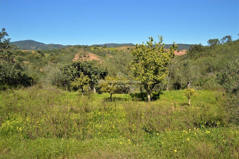 земля агрикультурный c 27300m2 Santa Catarina da Fonte do Bispo Tavira - апельсиновые деревья, электричество, отличный подъезд, вода, фруктовые деревья, колодец, оливковые деревья