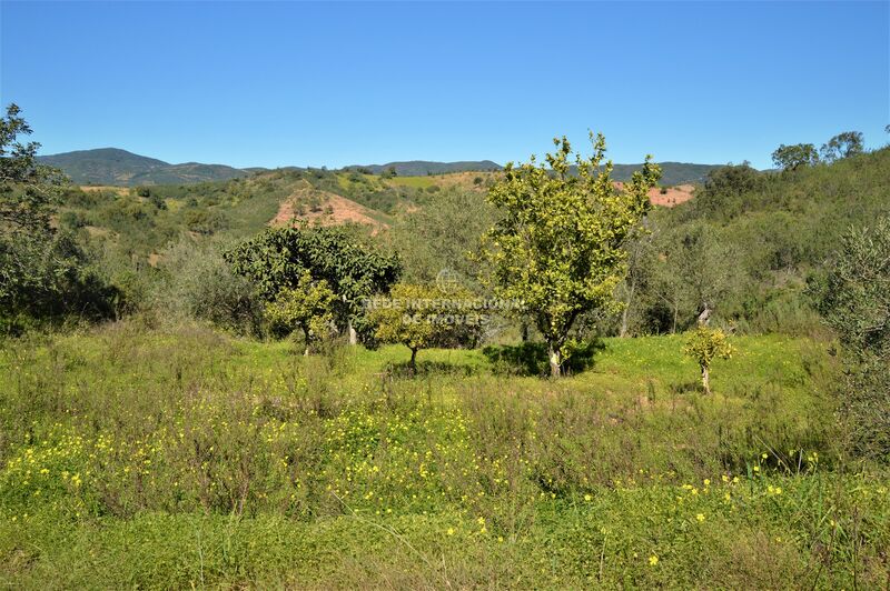 Terreno Agrícola com 27300m2 Santa Catarina da Fonte do Bispo Tavira - laranjeiras, electricidade, bons acessos, água, árvores de fruto, poço, oliveiras