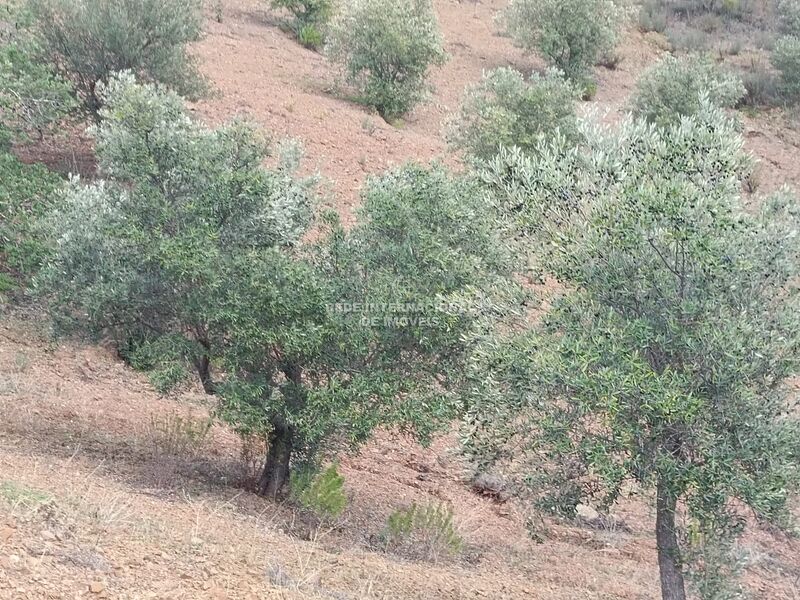 Land nieuw with 5640sqm Alcarias Grandes Azinhal Castro Marim - easy access, olive trees
