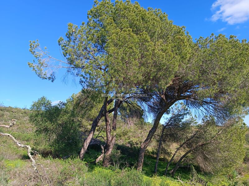 Terreno Rústico com 21720m2 Piçarral Azinhal Castro Marim - água