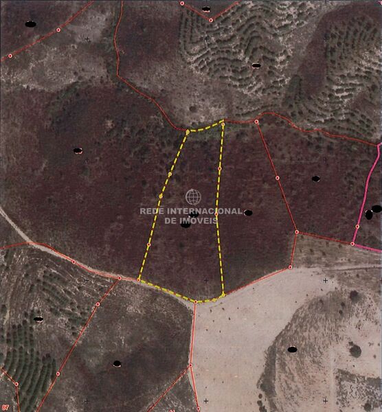 Land Rustic with 6920sqm Azinhal Castro Marim - olive trees