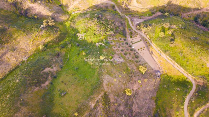 Land Rustic with 14600sqm Azinhal Castro Marim - olive trees