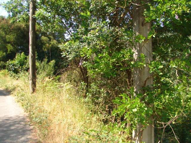 Land Rustic with 2150sqm Vale de Madeiros Oliveira de Azeméis - easy access