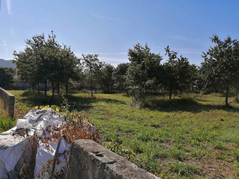 Land with 13646sqm Branca Albergaria-a-Velha