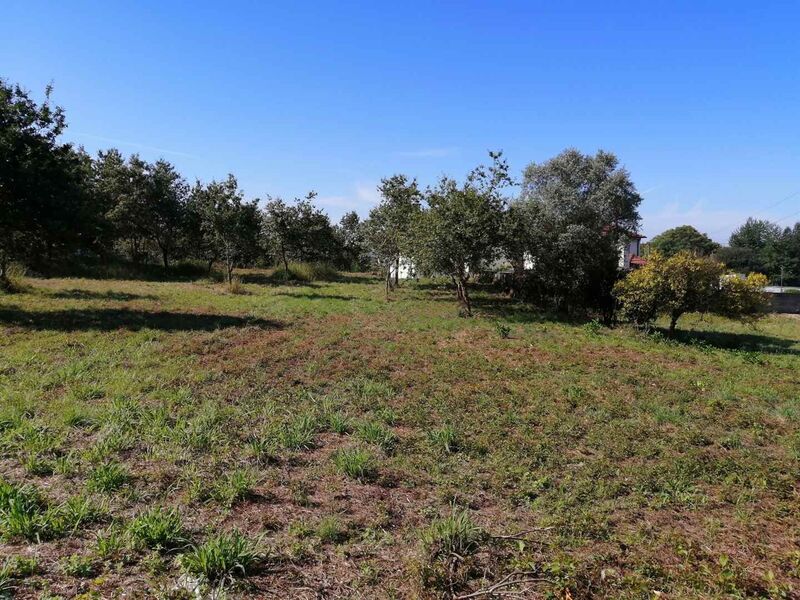 Land with 13646sqm Branca Albergaria-a-Velha