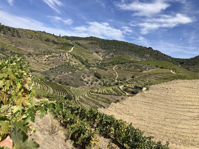 Propriedade Agrícola de Excelência no Coração do Douro