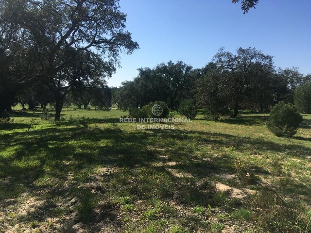 Farm Marateca Palmela - cork oaks