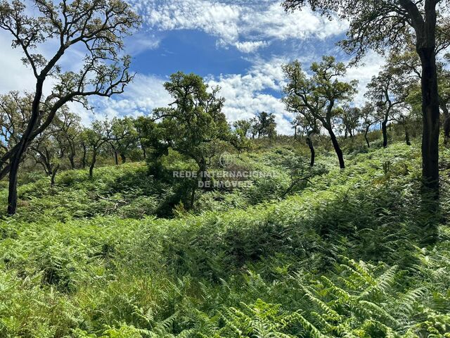 Land with 40000sqm Colos Odemira - cork oaks