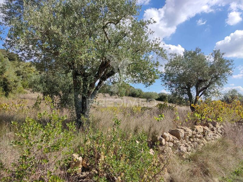 Terreno Rústico com 4495m2 Nossa Senhora das Misericórdias Ourém - oliveiras