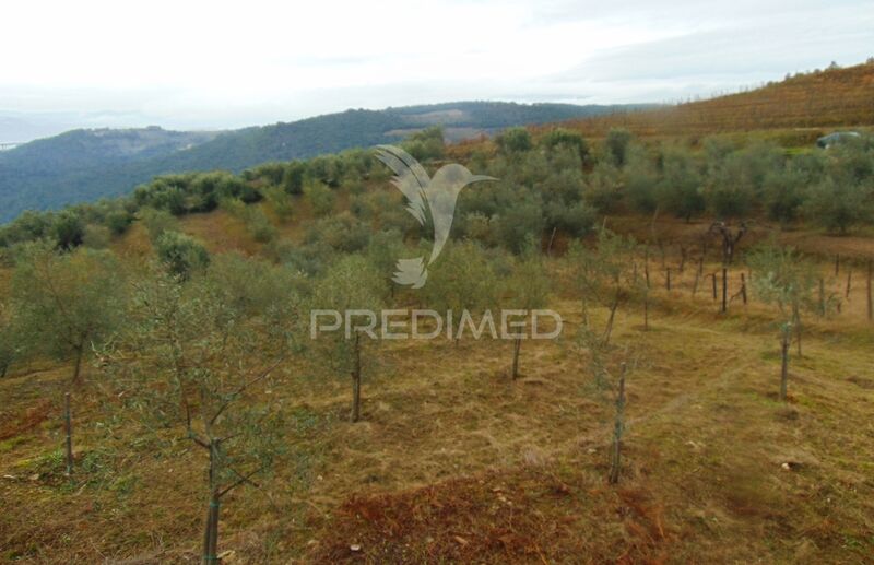 Land Rustic with 6618sqm Abaças Vila Real - water, excellent access, olive trees