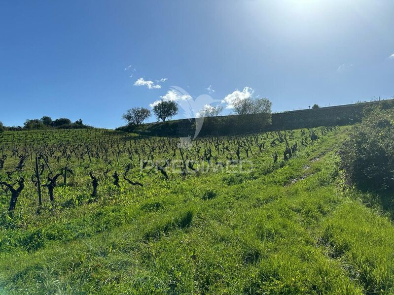 Terreno Rústico com 7440m2 Arrouquelas Rio Maior