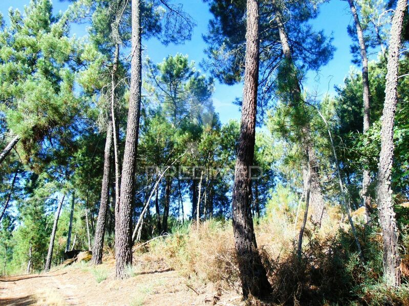 Land with 21567sqm Vilar de Maçada Alijó - ,