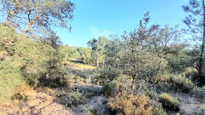 Land with 30880sqm Sarzedas Castelo Branco - cork oaks, olive trees
