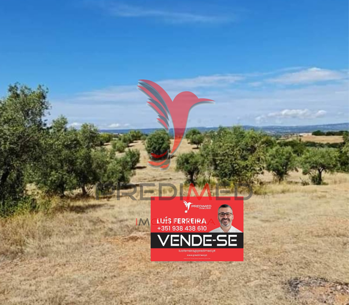 Terreno Agrícola com 25000m2 Vaqueiros Santarém para venda - oliveiras