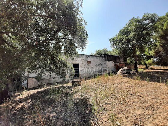 Small farm Torrão Alcácer do Sal - cork oaks, well, electricity, garage, fireplace, olive trees, water, mains water, cowshed, water hole, tank