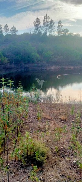 Land Rustic with 60000sqm São Bartolomeu de Messines Silves - irrigated land, fruit trees
