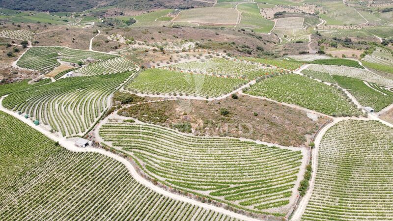Terreno Agrícola com 45692.59m2 Cedovim Vila Nova de Foz Côa - oliveiras