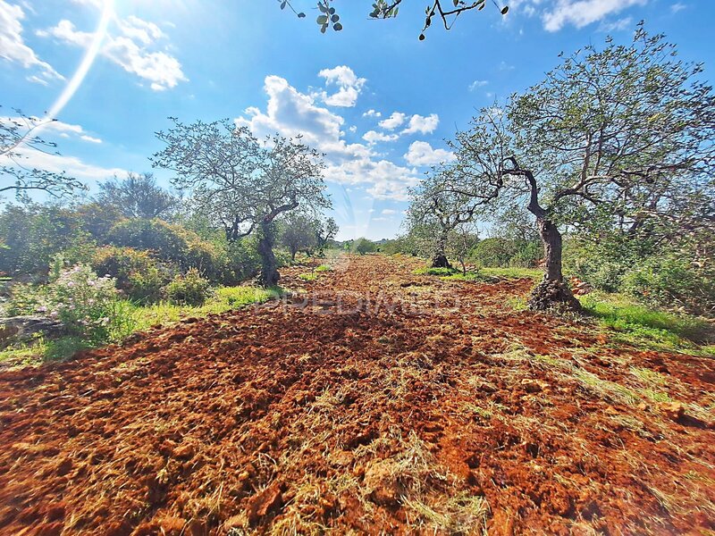 Land Rustic with 2865sqm São Sebastião Loulé