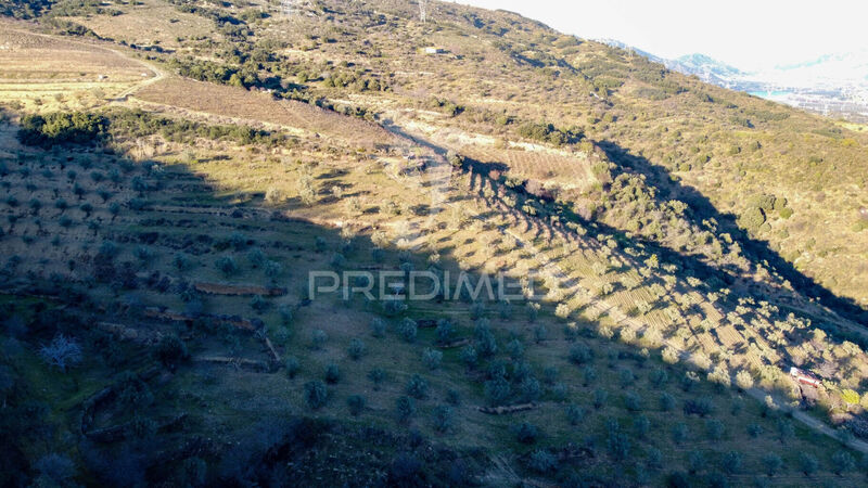 Terreno Agrícola com 220000m2 Vila Nova de Foz Côa - barracão