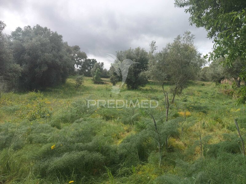Terreno Agrícola com 5100m2 Senouras Almeida - água, poço, bons acessos