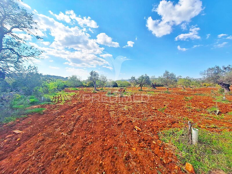 Land Rustic with 3667sqm São Sebastião Loulé - olive trees