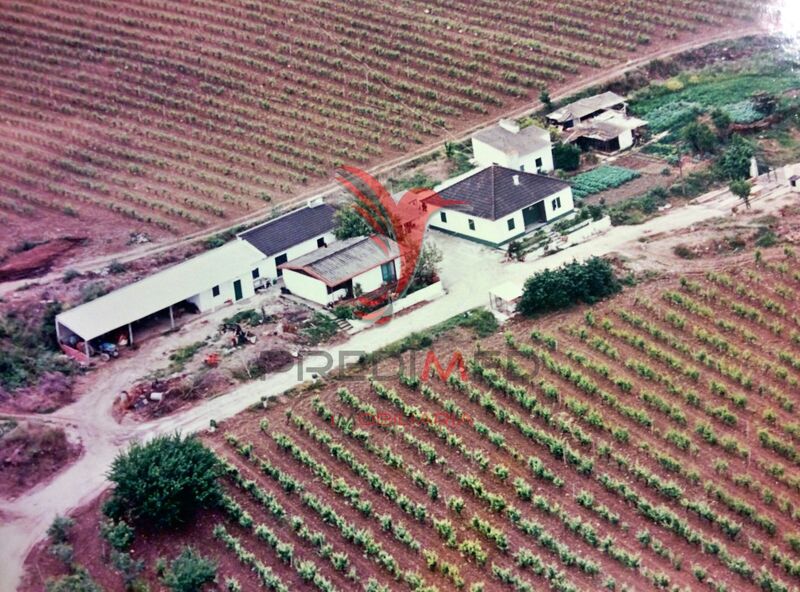 Para venda Quinta V0 Castanheira do Ribatejo Vila Franca de Xira - furo, oliveiras, água, cultura arvense, tanque