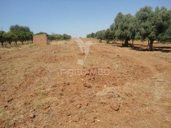 земля c 7000m2 Boliqueime Loulé - апельсиновые деревья, вода, свет, колодец