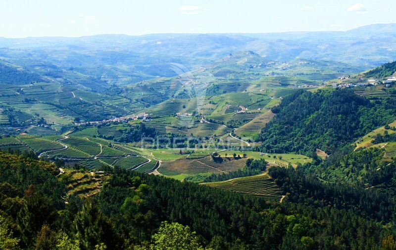 Land Agricultural with 8890sqm Torgueda Vila Real - tank, orange trees, water, fruit trees, cork oaks, olive trees