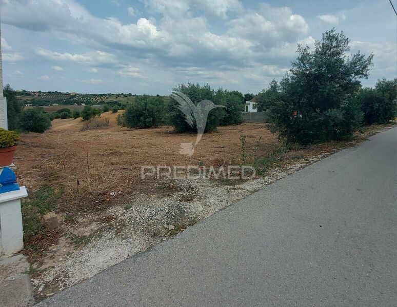 Terreno Urbano com 13160m2 Abitureiras Santarém - bons acessos, oliveiras