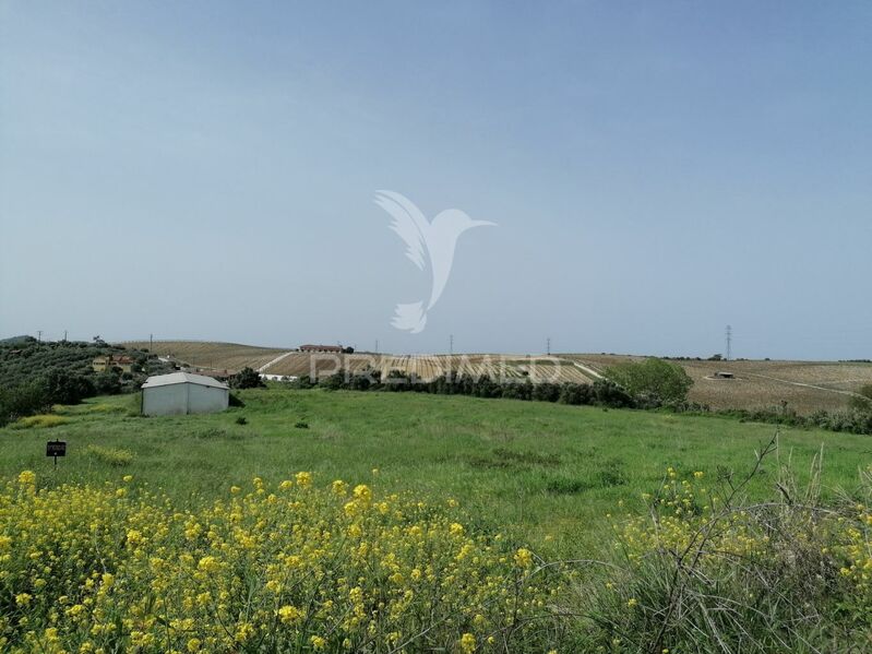 Terreno Agrícola com 37840m2 Alcanhões Santarém