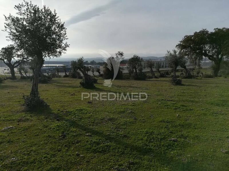 Land with 50000sqm Portalegre