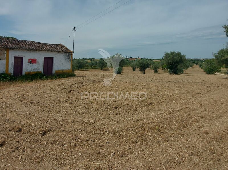 Casa V2 Rústica em ruínas Santarém - vista campo