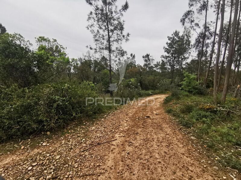 Land Rustic with 14000sqm Atalaia Vila Nova da Barquinha - excellent access